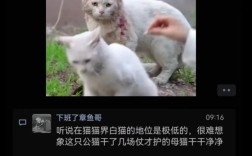 战损骑士猫谁收养了？魔兽世界白猫