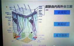 皮肤属于人的什么系统？(皮肤属于哪个系统的器官)