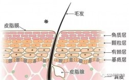 皮肤排毒和净化皮肤是什么意思？(什么是皮肤净化排浊)