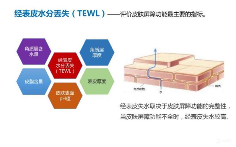 皮肤的八大功能？(皮肤具备什么功能吗英语)-图1