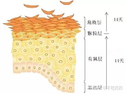 皮肤是怎么再生的？(怎么长新皮肤啊)-图3