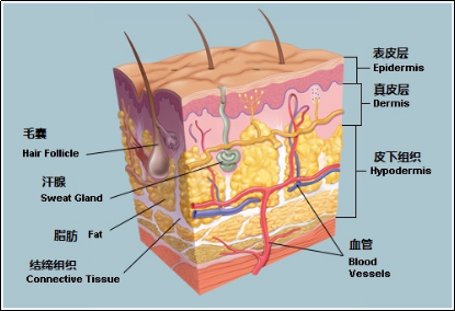 皮肤属于人的什么系统？(皮肤属于哪个系统的器官)-图2