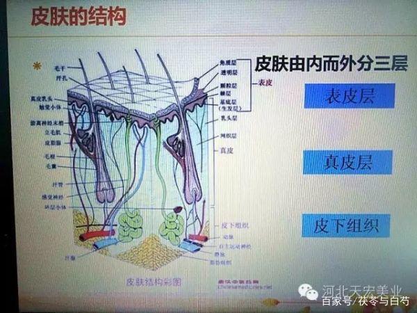 皮肤属于人的什么系统？(皮肤属于哪个系统的器官)-图1