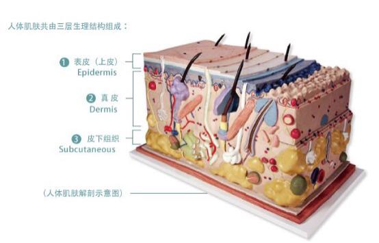 皮肤属于人的什么系统？(皮肤属于哪个系统的器官)-图3