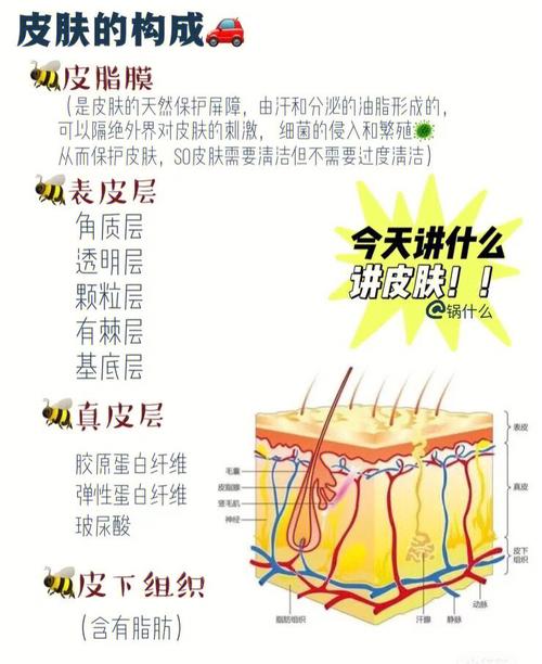 面部护理知识皮肤结构有哪三种？(皮肤分三层的图片大全)-图1