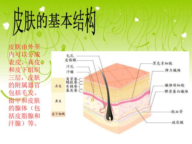 面部护理知识皮肤结构有哪三种？(皮肤分三层的图片大全)-图2