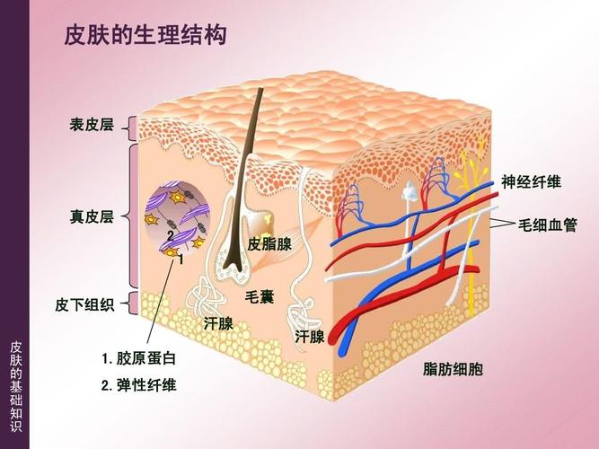 面部护理知识皮肤结构有哪三种？(皮肤分三层的图片大全)-图3