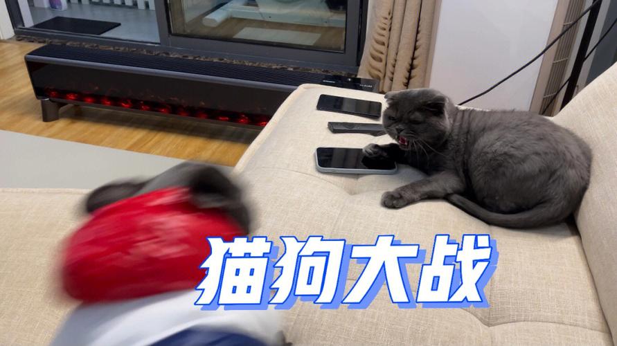 猫狗大战3上映了吗？猫狗大战游戏单机版-图1