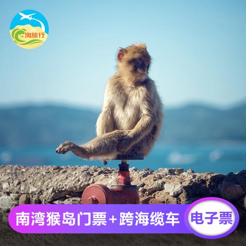 南湾猴岛人多吗？猴岛 单机游戏 博士-图3